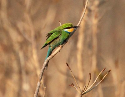 Swallow-Tailed Bee Eater