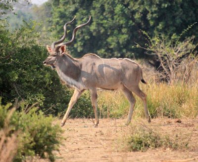 Male Kudu