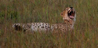 Cheetah