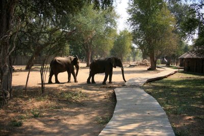 Elephants in Camp