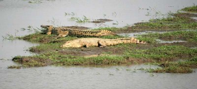 Basking