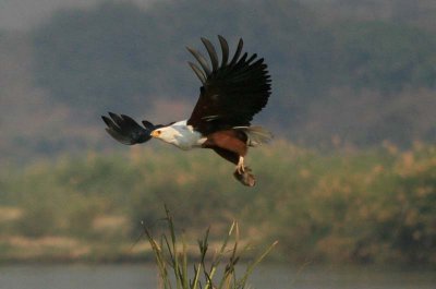 African Fish Eagle with Kill
