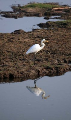 Yellow-Billed Egret