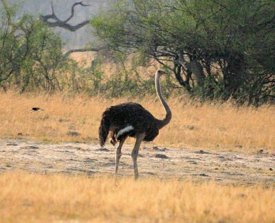 Female Ostrich