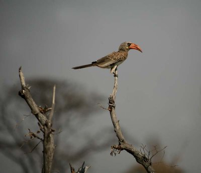 Bradfield's Hornbill