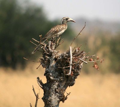 African Grey Hornbill