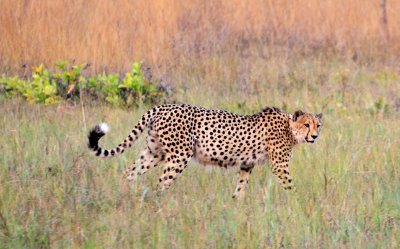 Cheetah