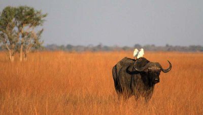 Cape Buffalo with Egrets