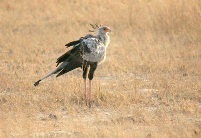 Secretary Bird