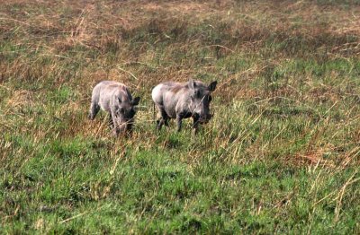Wart Hogs