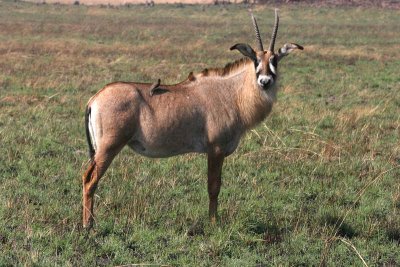 Roan Antelope