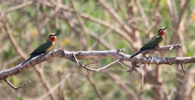 White-Fronted Bee Eaters