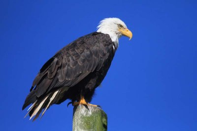 Bald Eagle