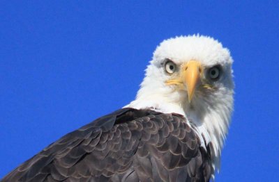 Bald Eagle