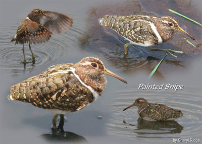 Crakes, Rails and Snipes