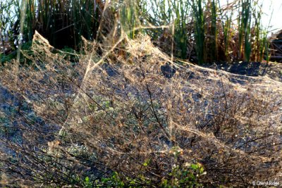 7410- Spider web at Middle Reedy Lake Kerang