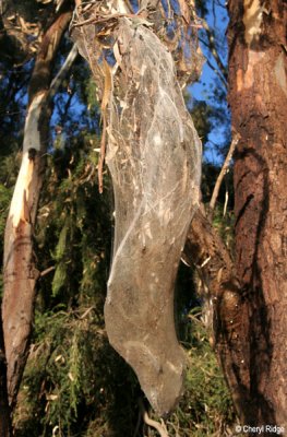 7420- spider web cocoon at Middle Reedy Lake