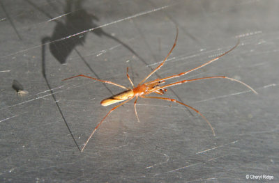 7426- Spider at Middle Reedy Lake Kerang