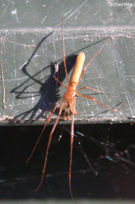 7432- Spider at Middle Reedy Lake Kerang