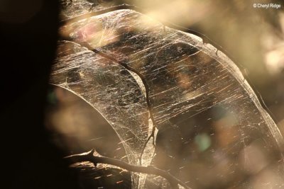 9049- spider web at Middle Reedy lake Kerang