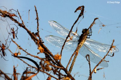 9059b- Dragonfly trapped in spider web