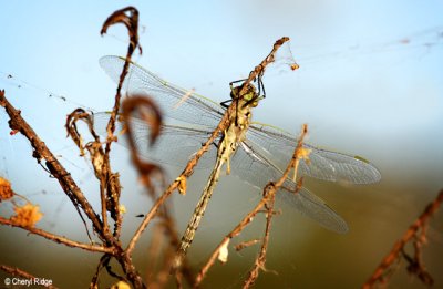 9066b- Dragonfly trapped in spider web