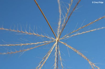 7439- Tumbleweed at Goschen bushland