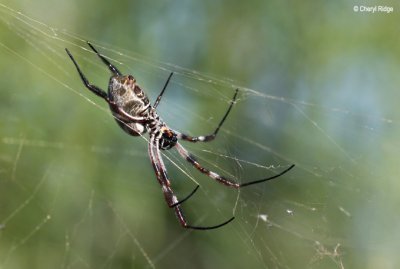 9086- Orb Weaver Spider at Goschen