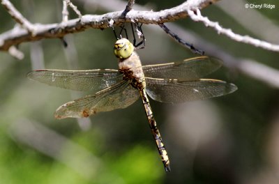 9120- Dragonfly, Ouyen Nature Trail