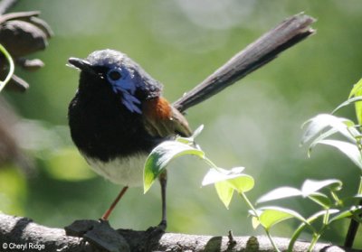 9126- Variegated Fairy Wren, Ouyen