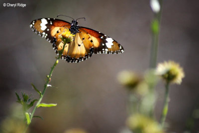 9152- Butterfly, Ouyen