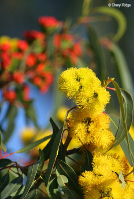 7535 - yellow flowers at Hattah Kulkyne