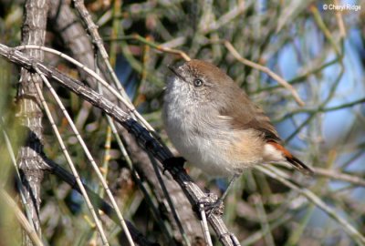 7543-thornbill seen on nature walk