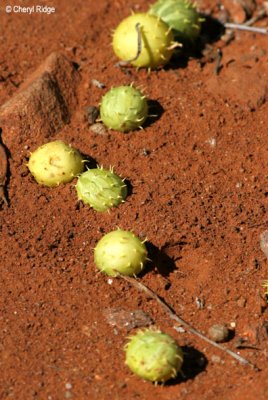 7934-baby paddy melons seen on nature walk