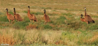 7840b- Emus near Broken Hill