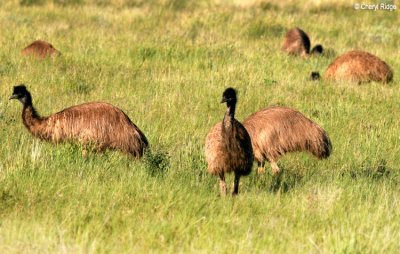 7863- Emus near Broken Hill