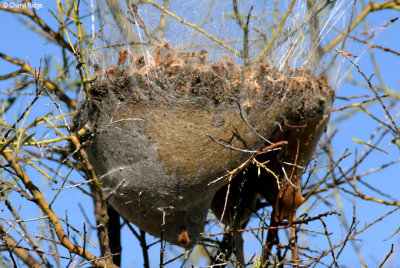 7877- a cocooned nest?