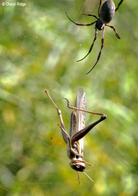 7886- Grasshopper trapped in a web