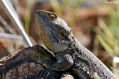 7922- Bearded Dragon