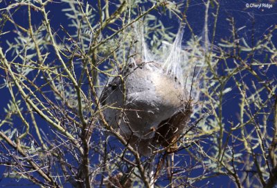 9290- a cocooned nest?