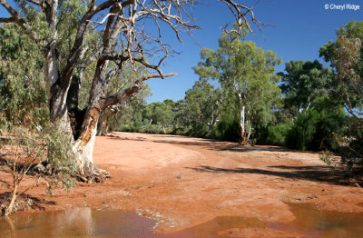 7729- Black Hill creekbed near Silverton