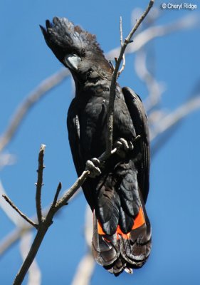 7754b- Red Tailed Black Cockatoo