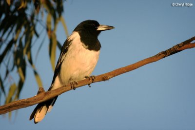 7823- Butcherbird at our campsite, Menindee Lakes