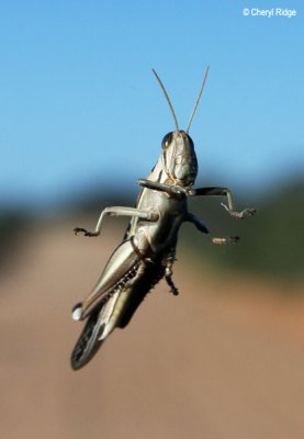 9240- Grasshopper on windscreen