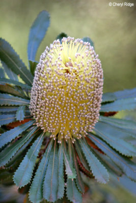 7555b- Banksia flower, Buronga NSW