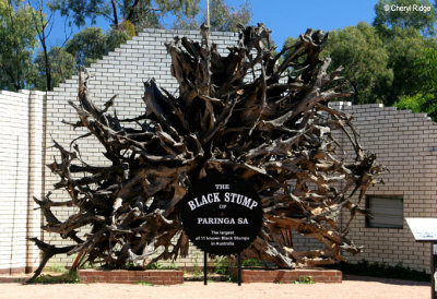 8079- Paringa Black Stump