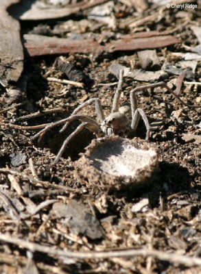 8209- Grey Wolf Spider, hole and trapdoor