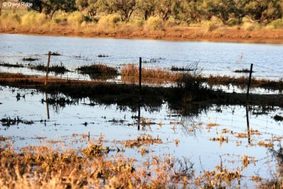8274- new wetlands at Kulcurna