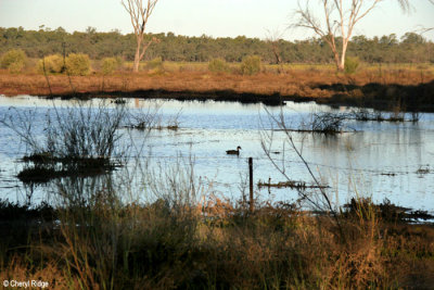 8276- new wetlands at Kulcurna