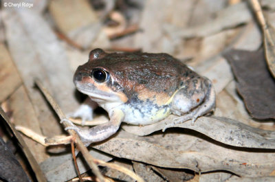 8285- Pobblebonk Frog